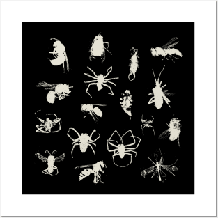 Bugs, wasps, spiders & earwig Posters and Art